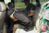 Isteri Santoso, Jumiatun alias Umi Delima (kiri) diamankan anggota Satgas Operasi Tinombala setelah menyerahkan diri di Poso, Sulawesi Tengah, Sabtu (23/7). Jumiatun yang masuk salah seorang dalam DPO kelompok Santoso menyerahkan diri ke Satgas Operasi Tinombala Sabtu (23/7) pagi setelah kelelahan dan kelaparan 6 hari tidak makan karena melarikan diri dari sergapan pasukan TNI-Polri yang memburunya sejak kontak senjata pada Senin (18/7) yang menewaskan Santoso dan Mukhtar. ANTARA FOTO/Satgas Operasi Tinombala/wdy/16