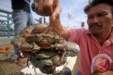 Pembeli memperlihatkan kepiting bakau (Scylla transquebarica) yang dijual pedagang di pinggir jalan lintas nasional Cunda, Lhokseumawe, Provinsi Aceh, Minggu (24/7). Banyaknya hasil tangkapan saat ini membuat harga kepiting bakau anjlok Rp60.000 per kg dari harga biasanya Rp110 ribu -120 ribu per kg. ANTARA FOTO/Rahmad/nz/16