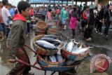 Buruh mengangkut ikan menggunakan gerobak sorong di Pelabuhan Perikanan Samudera Lampulo, Banda Aceh, Aceh, Minggu (24/7). Kondisi perairan setempat yang masih dilanda angin kencang dan gelombang tinggi hingga empat meter menyebabkan hasil tangkapan nelayan menurun drastis dan harga penjualan ikan naik tajam hingga dua kali lipat. ANTARA FOTO/Ampelsa/kye/16