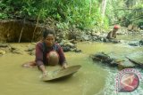 Dua perempuan mendulang emas di Sungai Bulu' di Kampung Lung Tuyoq, Kecamatan Lung Pahangai, Kabupaten Mahakam Ulu, Kalimantan Timur, Senin (25/7). Para pendulang emas tersebut menyatakan bahwa dari aktivitas tersebut, biasanya per hari mereka menemukan beberapa gram emas yang dapat dijual seharga Rp300 ribu per gram. ANTARA FOTO/Sugeng Hendratno/jhw/16