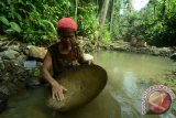 Dua perempuan mendulang emas di Sungai Bulu' di Kampung Lung Tuyoq, Kecamatan Lung Pahangai, Kabupaten Mahakam Ulu, Kalimantan Timur, Senin (25/7). Para pendulang emas tersebut menyatakan bahwa dari aktivitas tersebut, biasanya per hari mereka menemukan beberapa gram emas yang dapat dijual seharga Rp300 ribu per gram. ANTARA FOTO/Sugeng Hendratno/jhw/16