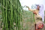 Petani memanen sayur kacang panjang di Desa Maro Sebo, Muaro Jambi, Jambi, Selasa (26/7). Harga jual sayur kacang panjang di tingkat petani di daerah itu turun dari Rp7.000 per ikat menjadi Rp5.000 per ikat akibat banyaknya pasokan dari luar daerah. ANTARA FOTO/Wahdi Septiawan/foc/16.