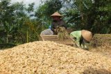 Sejumlah buruh tani memanen padi di areal lahan pertanian di Kecamatan Patrang, Kabupaten Jember, Jawa Timur, Selasa (26/7). Dinas Pertanian Jember menargetkan produksi padi tahun 2016 sebesar 1.060.000 ton dan meningkat dibandingkan tahun 2015 sebesar 1.030.000 ton. Antarajatim/Zumrotun Solichah/zk/16