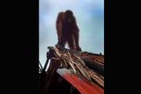 Orangutan yang berada di salah satu pondok di tengah ladang milik warga Sungai Dungan, Menukung, Kabupaten Melawi. Orangutan ini merupakan Orangutan yang dilepasliarkan YIARI di Taman Nasional Bukit Baka Bukit Raya. (Foto Istimewa)