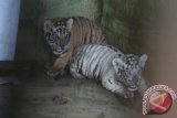 Dua ekor anak Harimau Benggala (Panthera tigris tigris) berusia satu bulan berada di ruang karantina Taman Margasatwa Medan, Sumatera Utara, Senin (1/8). Lahirnya dua ekor anak harimau Benggala betina tersebut, menambah koleksi harimau di Taman Margasatwa Medan yakni sebanyak 6 ekor, 11 diantaranya Harimau Sumatra (Panthera Tigris Sumatrae). ANTARA SUMUT/Septianda Perdana/16