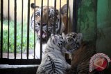 Wesa induk dua anak harimau Harimau Benggala (Panthera tigris tigris) mengamati anaknya yang masih berusia satu bulan di Taman Margasatwa Medan, Sumatera Utara, Senin (1/8). Kelahiran dua anak harimau betina yang belum diberi nama tersebut menambah jumlah koleksi Harimau Bengala di Taman Margasatwa Medan menjadi total enam ekor. ANTARA SUMUT/Septianda Perdana/16