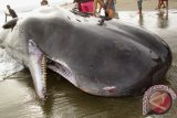 Warga menyaksikan ikan paus mati terdampar di peraian Alue Naga, Kecamatan Syiah Kuala, Banda Aceh, Kamis (4/8). Ikan paus dengan panjang sekitar delapan meter dan memiliki gigi sebanyak 32 buah  terdampar dalam kondisi sudah mati tersebut,  belum diketahui penyebab kematiannya maupun jenisnya,  namun menurut nelayan yang menemukan ikan paus sebelum terdampar ke pantai  mengatakan kemungkinan berasal dari luar peraian Indonesia. ANTARA Aceh/Ampelsa/16