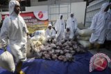 Petugas Balai Karantina Kelas II Merak mengangkat daging celeng untuk dimusnahkan di Cilegon, Banten, Rabu (3/8). Petugas menyita dan memusnahkan daging celeng ilegal sebanyak 1,95 ton asal Jambi yang semula akan dikirim ke Jakarta dari sebuah truk yang melintas di Pelabuhan Merak. ANTARA FOTO/Asep Fathulrahman/pd/16