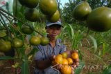 Petani menunjukkan buah jeruk yang rusak di pusat tanaman jeruk Desa Panagguan, Larangan, Pamekasan, Jatim, Jumat (5/8). Sebagian besar buah jeruk siap panen di daerah itu rusak karena tingginya curah hujan dan diperkirakan terjadi penurunan produksi hingga 90 persen dibanding dengan musim tahun lalu. Antara Jatim/Saiful Bahri/zk/16