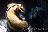 Kukang (Nycticebus javanicus) hasil sitaan ditempatkan di kandang nokturnal, Javan Langur Centre (JLC) Coban Talun, Batu, Jawa Timur, Minggu (7/8). Empat ekor kukang hasil sitaan dari pedagang satwa liar Surabaya tersebut kini menjalani proses rehabilitasi di satu kandang nokturnal setelah diidentifikasi sebagai satu kelompok guna dilepasliarkan. Antara Jatim/Ari Bowo Sucipto/zk/16.