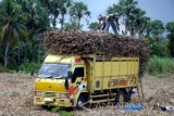 Pekerja mengangkut tebu ke atas truk saat panen,  Sumenep, Jatim, Sabtu (6/8). PT Perkebunan Nusantara (PTPN) X mentargetkan produksi gula pada tahun ini  sebesar 475.000 ton atau meningkat sekitar 10 persen dari produksi tahun 2015 yang tercatat 431.020,04 ton. Antara jatim/Saiful Bahri/zk/16

