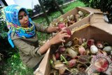 Anggota Satuan Tugas Tumbuhan dan Satwa Liar BKSDA Kalbar, Paramita memperlihatkan ratusan Kantung Semar hasil sitaan di BKSDA Kalbar, Selasa (9/8). BKSDA Kalbar berhasil mengamankan 712 buah Kantong Semar (Nephentes sp) yang merupakan tumbuhan dilindungi saat hendak dikirim ke Jakarta melalui Kargo Bandara Supadio Pontianak pada Senin (8/8). ANTARA FOTO/Jessica Helena Wuysang/16