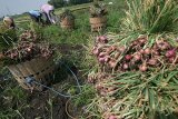 Pekerja memanen bawang merah di sentral produksi bawang merah Desa Sidokare, Nganjuk, Jawa Timur, Senin (8/8). Petani bawang merah di daerah tersebut terpaksa menggunakan obat-obatan pertanian impor meskipun harganya sangat tinggi karena tidak tersedianya obat-obatan pertanian lokal berkualitas baik guna memaksimalkan hasil panen. Antara Jatim/Prasetia Fauzani/zk/16