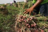 Pekerja memanen bawang merah di sentral produksi bawang merah Desa Sidokare, Nganjuk, Jawa Timur, Senin (8/8). Petani bawang merah di daerah tersebut terpaksa menggunakan obat-obatan pertanian impor meskipun harganya sangat tinggi karena tidak tersedianya obat-obatan pertanian lokal berkualitas baik guna memaksimalkan hasil panen. Antara Jatim/Prasetia Fauzani/zk/16