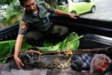 Seorang anggota Satuan Tugas Tumbuhan dan Satwa Liar BKSDA memperlihatkan seekor buaya muara yang berhasil dievakuasi dari rumah warga di Balai Konservasi Sumber Daya Alam (BKSDA) Kalbar, Selasa (9/8). Buaya muara (crocodylus porosus) yang berasal dari Kecamatan Kubu, Kabupaten Kubu Raya tersebut, merupakan hewan peliharaan milik warga Jalan Suwignyo Pontianak, Royi Irvan yang telah dirawat sejak 22 tahun silam. ANTARA FOTO/Jessica Helena Wuysang/16