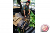 Seorang anggota Satuan Tugas Tumbuhan dan Satwa Liar BKSDA memperlihatkan seekor buaya muara yang berhasil dievakuasi dari rumah warga di Balai Konservasi Sumber Daya Alam (BKSDA) Kalbar, Selasa (9/8). Buaya muara (crocodylus porosus) yang berasal dari Kecamatan Kubu, Kabupaten Kubu Raya tersebut, merupakan hewan peliharaan milik warga Jalan Suwignyo Pontianak, Royi Irvan yang telah dirawat sejak 22 tahun silam. ANTARA FOTO/Jessica Helena Wuysang/16