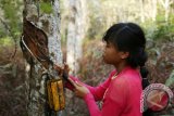 Pelajar kelas 6 sekolah dasar, Amel menoreh karet di kebun warga di Kampung Ongko, Kabupaten Kutai Barat, Kalimantan Timur, Rabu (10/8). Setiap pulang sekolah, Amel membantu orangtuanya menoreh karet di kebun milik warga setempat. Tiap bulan mereka mendapat uang bagi hasil dengan pemilik kebun sekitar Rp600 ribu yang digunakan untuk memenuhi kebutuhan sehari-hari. ANTARA FOTO/Sugeng Hendratno/jhw/16