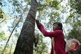 Pelajar kelas 6 sekolah dasar, Amel menoreh karet di kebun warga di Kampung Ongko, Kabupaten Kutai Barat, Kalimantan Timur, Rabu (10/8). Setiap pulang sekolah, Amel membantu orangtuanya menoreh karet di kebun milik warga setempat. Tiap bulan mereka mendapat uang bagi hasil dengan pemilik kebun sekitar Rp600 ribu yang digunakan untuk memenuhi kebutuhan sehari-hari. ANTARA FOTO/Sugeng Hendratno/jhw/16