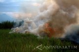 Api membakar sebuah lahan di kawasan Jalan Raya Arteri Porong, Sidoarjo, Jawa Timur, Kamis (11/8). Kebakaran tersebut diduga adanya upaya pembukaan lahan persawahan baru. Antara Jatim/Umarul Faruq/zk/16