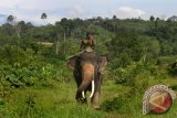 Pawang gajah (mahout) melakukan patroli gajah liar di Perdalaman Hutan Kecamatan Serba Jadi, Aceh Timur, Aceh, Jumat (12/8). Patroli gajah liar tersebut dilakukan terkait laporan warga tentang banyaknya tanaman padi dan jagung yang dimakan oleh gajah liar di wilayah setempat. ANTARA FOTO/Syifa Yulinnas/wdy/16.