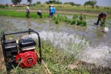 Petani menyedot air tanah dengan mesin pompa untuk mengairi sawahnya di Sidoarjo, Jawa Timur, Jumat (12/8). Sebagian petani yang sawahnya tidak memiliki irigasi teknis terpaksa menggunakan mesin pompa air agar bisa terus bercocok tanam. Antara Jatim/Umarul Faruq/zk/16