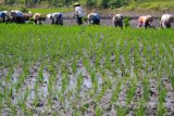 Sejumlah petani menanam padi pada musim tanam kedua di Sidoarjo, Jawa Timur, Jumat (12/8). Musim tanam padi didaerah tersebut mengalami keterlambatan akibat cuaca yang tidak menentu. Antara Jatim/Umarul Faruq/zk/16