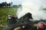 Seorang petani menyiram air ke tumpukan rumput yang telah dibakarnya di Jalan Arteri Supadio, Kabupaten Kubu Raya, Kalbar, Minggu (14/8). Memasuki musim kemarau, petani setempat kembali melakukan pembakaran lahan untuk membuka ladang seiring dengan tibanya musim tanam. Hal tersebut berpotensi besar menimbulkan kabut asap dan kerusakan lingkungan. ANTARA FOTO/Jessica Helena Wuysang/16
