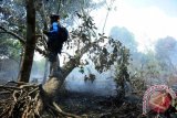 Seorang pria berdiri di atas batang pohon yang patah di lokasi lahan gambut yang dibakar warga di Kecamatan Rasau Jaya, Kabupaten Kubu Raya, Kalbar, Minggu (14/8). BMKG menyatakan bahwa berdasarkan hasil pantauan sensor MODIS (Satelit AQUA dan Terra) pada 14 Agustus per pukul 5 pagi menunjukkan adanya 165 titik api di 11 kabupaten, sedangkan per pukul 4 sore menunjukkan adanya 33 titik api di 10 kabupaten di wilayah Kalbar. ANTARA FOTO/Jessica Helena Wuysang/16
