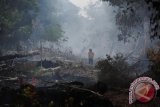 Seorang pria berjalan melintasi lokasi lahan gambut yang dibakar pemilik tanah di Kecamatan Rasau Jaya, Kabupaten Kubu Raya, Kalbar, Minggu (14/8). BMKG menyatakan bahwa berdasarkan hasil pantauan sensor MODIS (Satelit AQUA dan Terra) pada 14 Agustus per pukul 5 pagi menunjukkan adanya 165 titik api di 11 kabupaten, sedangkan per pukul 4 sore menunjukkan adanya 33 titik api di 10 kabupaten di wilayah Kalbar. ANTARA FOTO/Jessica Helena Wuysang/16