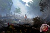 Seorang pria berjalan melintasi lokasi lahan gambut yang dibakar pemilik tanah di Kecamatan Rasau Jaya, Kabupaten Kubu Raya, Kalbar, Minggu (14/8). BMKG menyatakan bahwa berdasarkan hasil pantauan sensor MODIS (Satelit AQUA dan Terra) pada 14 Agustus per pukul 5 pagi menunjukkan adanya 165 titik api di 11 kabupaten, sedangkan per pukul 4 sore menunjukkan adanya 33 titik api di 10 kabupaten di wilayah Kalbar. ANTARA FOTO/Jessica Helena Wuysang/16