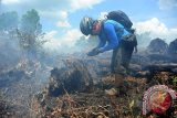 Seorang wartawan televisi mengambil gambar pohon terbakar di lokasi lahan gambut yang dibakar warga di Kecamatan Rasau Jaya, Kabupaten Kubu Raya, Kalbar, Minggu (14/8). BMKG menyatakan bahwa berdasarkan hasil pantauan sensor MODIS (Satelit AQUA dan Terra) pada 14 Agustus per pukul 5 pagi menunjukkan adanya 165 titik api di 11 kabupaten, sedangkan per pukul 4 sore menunjukkan adanya 33 titik api di 10 kabupaten di wilayah Kalbar. ANTARA FOTO/Jessica Helena Wuysang/16