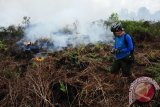 Seorang wartawan televisi melintasi lahan gambut yang dibakar warga di Kecamatan Rasau Jaya, Kabupaten Kubu Raya, Kalbar, Minggu (14/8). BMKG menyatakan bahwa berdasarkan hasil pantauan sensor MODIS (Satelit AQUA dan Terra) pada 14 Agustus per pukul 5 pagi menunjukkan adanya 165 titik api di 11 kabupaten, sedangkan per pukul 4 sore menunjukkan adanya 33 titik api di 10 kabupaten di wilayah Kalbar. ANTARA FOTO/Jessica Helena Wuysang/16