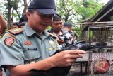 Akhirnya! Dua Burung Langka Khas Kalteng Diamankan Dari Tempat Wisata Kum-Kum