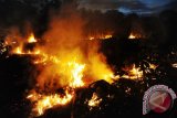 Api membakar lahan gambut milik petani setempat di Desa Korek, Kecamatan Sungai Ambawang, Kabupaten Kubu Raya, Kalbar, Senin (15/8). Petani itu menyatakan sebelum Ia membakar lahan gambut miliknya untuk membuka ladang dan kemudian ditanami padi tersebut, Ia sudah membuat kanal air untuk mengantisipasi meluasnya api ke lahan milik orang lain. ANTARA FOTO/Jessica Helena Wuysang/16