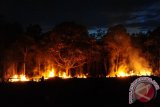 Api membakar lahan gambut milik petani setempat di Desa Korek, Kecamatan Sungai Ambawang, Kabupaten Kubu Raya, Kalbar, Senin (15/8). Petani itu menyatakan sebelum Ia membakar lahan gambut miliknya untuk membuka ladang dan kemudian ditanami padi tersebut, Ia sudah membuat kanal air untuk mengantisipasi meluasnya api ke lahan milik orang lain. ANTARA FOTO/Jessica Helena Wuysang/16