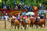 Joki memacu sepasang sapi ketika mengikuti karapan sapi sakera di Lapangan Sambisirah, Wonorejo, Pasuruan, Jawa Timur, Sabtu (20/8). Karapan Sapi Sakera tersebut diikuti 24 pasang sapi dari berbagai daerah dalam rangka memperingati HUT ke-71 kemerdekaan RI. Antara Jatim/Umarul Faruq/zk/16