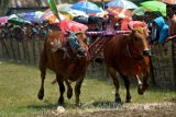 Seorang joki memacu sepasang sapi ketika mengikuti karapan sapi sakera di Lapangan Sambisirah, Wonorejo, Pasuruan, Jawa Timur, Sabtu (20/8). Karapan Sapi Sakera tersebut diikuti 24 pasang sapi dari berbagai daerah dalam rangka memperingati HUT ke-71 kemerdekaan RI. Antara Jatim/Umarul Faruq/zk/16