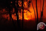 Api membakar hutan di Jalan Parit Haji Husin II, Pontianak, Kalbar, Sabtu (20/8) malam. Kebakaran lahan yang terjadi pada sore hari dan sudah berhasil dipadamkan tersebut, kembali menyala pada malam hari. Hal itu disebabkan karena masih ada bara api yang tersimpan di bawah permukaan tanah gambut. ANTARA FOTO/Jessica Helena Wuysang/16