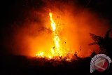 Api membakar hutan di Jalan Parit Haji Husin II, Pontianak, Kalbar, Sabtu (20/8) malam. Kebakaran lahan yang terjadi pada sore hari dan sudah berhasil dipadamkan tersebut, kembali menyala pada malam hari. Hal itu disebabkan karena masih ada bara api yang tersimpan di bawah permukaan tanah gambut. ANTARA FOTO/Jessica Helena Wuysang/16