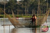 Sepasang suami istri menjaring ikan di Danau Barong, Kecamatan Melak, Kabupaten Kutai Barat, Kalimantan Timur, Kamis (18/8). Danau Barong seluas lima ribu meter persegi yang menjadi ekosistem ikan tawar itu menjadi sumber bahan pangan oleh masyarakat yang bermukim di danau tersebut. ANTARA FOTO/Sugeng Hendratno/jhw/16
