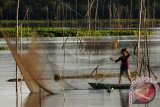 Seorang perempuan menjaring ikan di Danau Barong, Kecamatan Melak, Kabupaten Kutai Barat, Kalimantan Timur, Kamis (18/8). Danau Barong seluas lima ribu meter persegi yang menjadi ekosistem ikan tawar itu menjadi sumber bahan pangan oleh masyarakat yang bermukim di danau tersebut. ANTARA FOTO/Sugeng Hendratno/jhw/16

