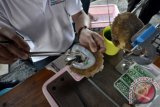 BUDI DAYA MUTIARA KERANG LAUT