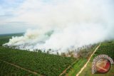 Foto udara kebakaran lahan yang diambil dari Heli Bell 412 milik Kementerian Lingkungan Hidup dan Kehutanan di Kabupaten Kubu Raya, Kalbar, Kamis (25/8). Berdasarkan pantauan satelit Terra/Aqua (LAPAN) terjadi peningkatan titik api dari 275 (11-17 Agustus) menjadi 490 titik api (18-24 Agustus) yang disebabkan oleh kebakaran lahan di wilayah Kalbar. ANTARA FOTO/Jessica Helena Wuysang/16