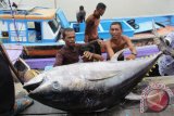 Para nelayan pancing mengangkat  ikan tuna sirip kuning saat membongkar hasil tangkapan  di dermaga Krueng Aceh, Kampung Jawa, Banda Aceh, Sabtu (27/8). Hasil tangkapan ikan tuna untuk pangsa pasar ekspor di daerah  tersebut menurun sejak dua pekan terakhir, sehubungan  cuaca buruk  yang disertai angin kencang dan gelombang tinggi.ANTARA Aceh/Ampelsa/16