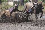 Peserta terjatuh saat memacu sapinya dalam lomba Karapan Sapi Brujul di Lapangan Wonoasih, Probolinggo, Sabtu (27/8). Karapan sapi brujul yang diikuti oleh 60 peserta dari berbagai daerah tersebut merupakan rangkaian dari kegiatan Seminggu di Probolinggo (Semipro) 2016 yang diselenggarakan mulai 26 Agustus-4 September mendatang. Antara Jatim/Moch Asim/zk/16