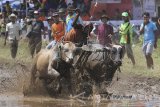 Peserta memacu sapinya dalam lomba Karapan Sapi Brujul di Lapangan Wonoasih, Probolinggo, Sabtu (27/8). Karapan sapi brujul yang diikuti oleh 60 peserta dari berbagai daerah tersebut merupakan rangkaian dari kegiatan Seminggu di Probolinggo (Semipro) 2016 yang diselenggarakan mulai 26 Agustus-4 September mendatang. Antara Jatim/Moch Asim/zk/16