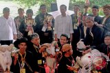 Presiden Gelar Lomba Domba Garut