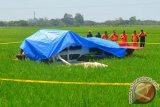 Pesawat Latih Jatuh Di Sawah