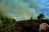 Seorang anggota TNI AD menyaksikan lahan yang terbakar seluas sepuluh hektar di Kampung Parit Haji Muksin, Kecamatan Sungai Raya, Kabupaten Kubu Raya, Kalbar, Senin (29/8). BMKG menyatakan berdasarkan hasil pantauan sensor MODIS (Satelit AQUA dan Terra) per 29 Agustus pada pukul 16.30 WIB menunjukkan adanya 64 titik api yang tersebar di 9 kabupaten di Kalbar. ANTARA FOTO/Jessica Helena Wuysang/16
