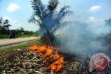 Seorang pengendara motor melintasi lokasi lahan gambut yang terbakar di Kecamatan Sungai Raya, Kabupaten Kubu Raya, Kalbar, Senin (29/8). Menurut warga setempat, kebakaran lahan yang berada di tepi jalan tersebut telah terjadi sejak pekan lalu tersebut tidak diketahui penyebabnya. ANTARA FOTO/Jessica Helena Wuysang/16